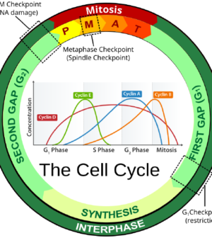 Cell Cycle