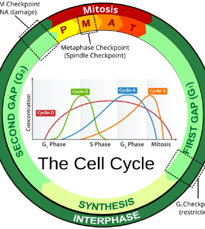 The Cell Cycle - vTeki : Technology Reviews Startups Internet Software ...